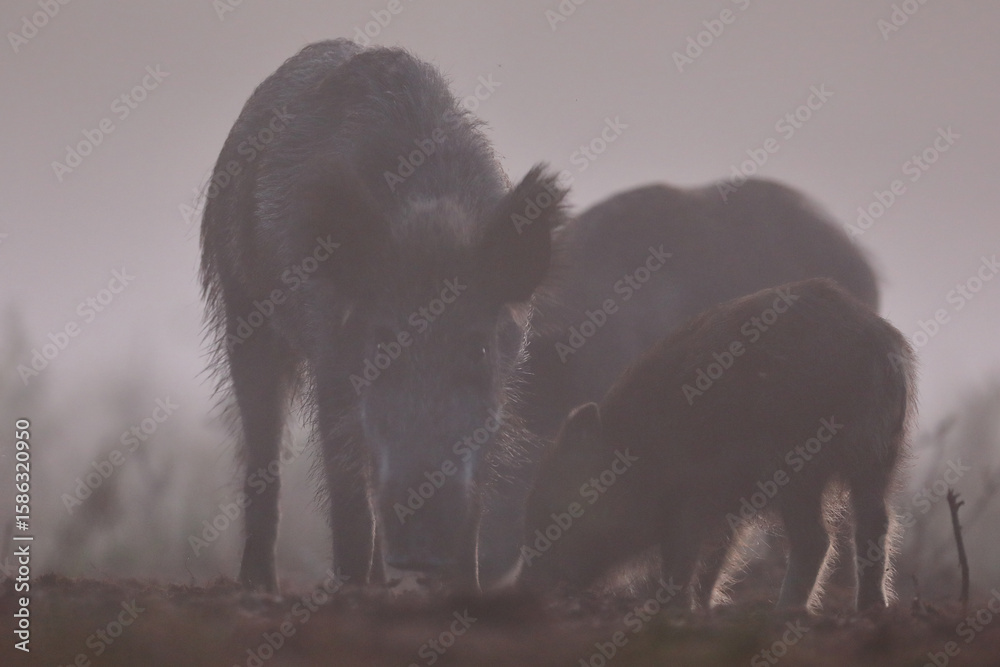 Naklejka premium Dzik euroazjatycki, dzik, (Sus scrofa)