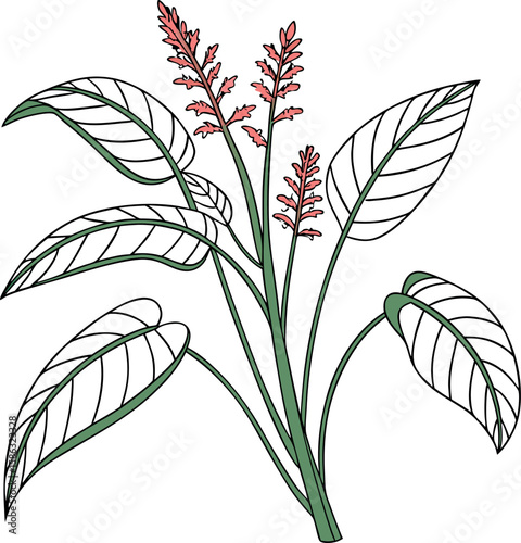 Arrowroot Plant Vector Illustration for Herbal and Organic Design