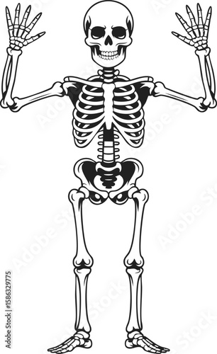 Living skeleton, human skeleton illustration, anatomical figure, vintage engraved art, spooky decor, Halloween design, educational model, skeletal anatomy