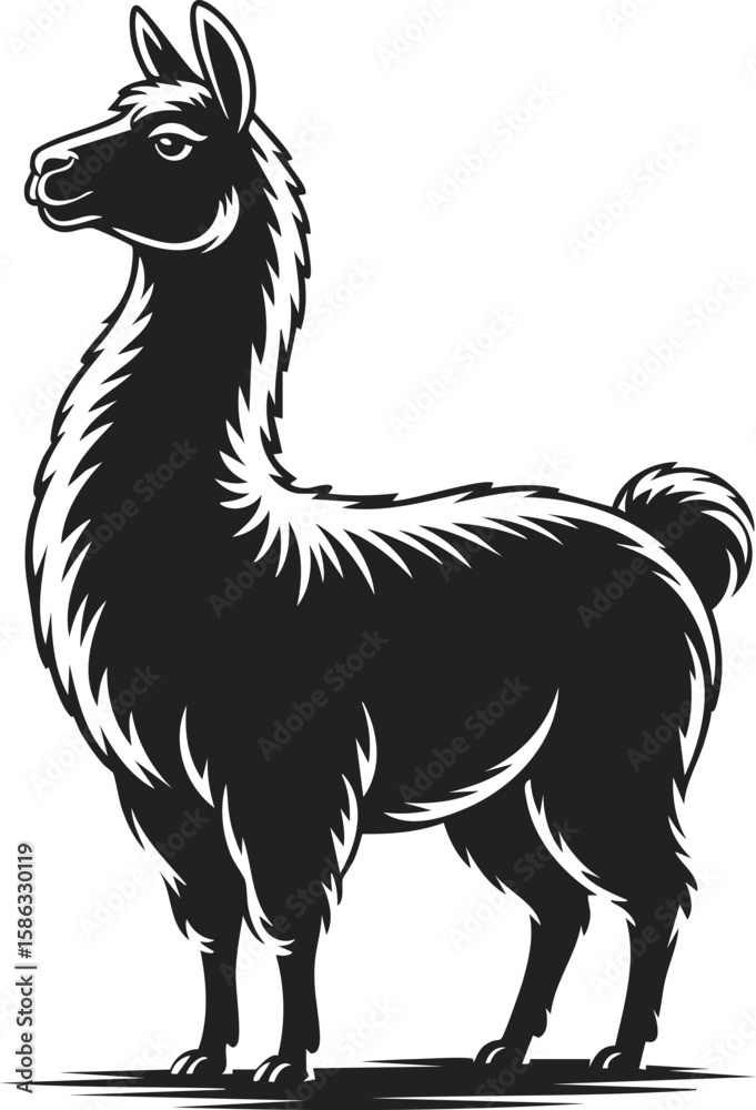 Fototapeta premium Llama, black and white vector illustration of a proud standing llama with intricate fur details, perfect for unique designs and creative projects