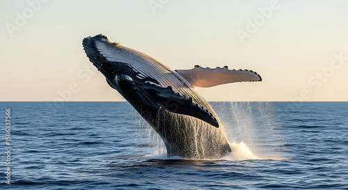 Humpback Whale – Breathtaking DSLR Ocean Wildlife Photography