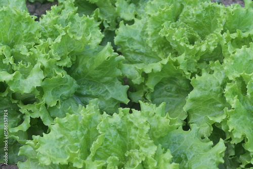 Lechugas de hoja verde en un huerto