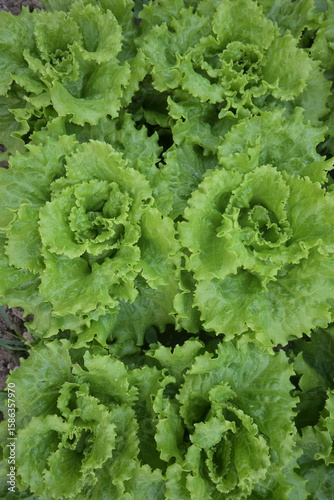 Lechugas de hoja verde en un huerto
