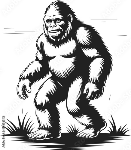 Vintage engraved illustration of bigfoot walking through grass, sasquatch legend, mythical creature