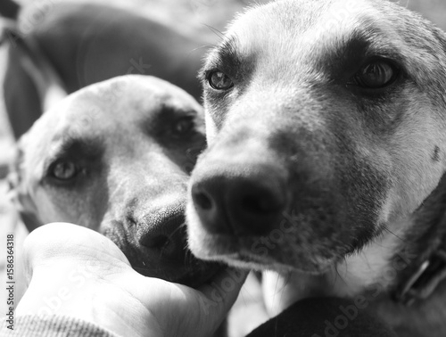 Photography black & white dogs