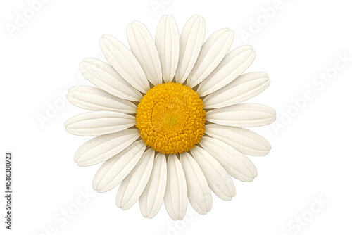 Top view daisy flower, bright, detailed, floral decoration
