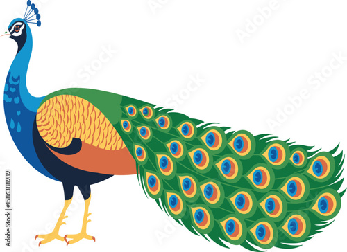 Stylized Peacock Vector – Flat Design Fan Tail Bird Illustration