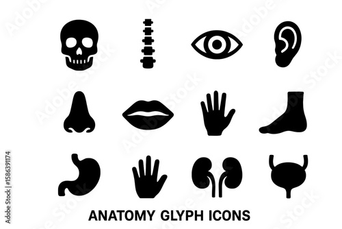 Anatomy glyph icon set. Human body parts pictograms. Medical and healthcare symbols. Vector collection of skull, spine, eye, ear, nose, mouth, hand, foot, organs.