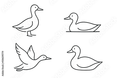 Duck line art illustration set. Minimalist duck sketch in black, simple poses outline. Vector collection of standing, sitting, flying, swimming bird. Farm animal logo icon.