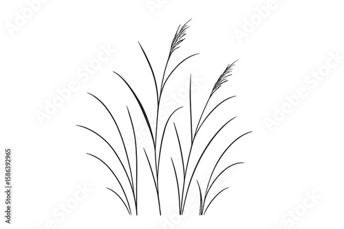 Elegant pampas grass line art. Minimalist botanical vector drawing. Boho floral decor element. Realistic wild reeds silhouette isolated on transparent background.