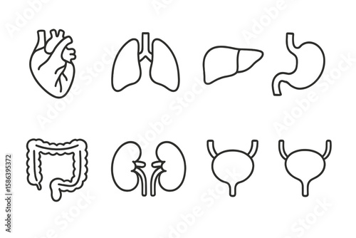 Human Organs Line Icon Set – Thin Linear Vector Illustrations of Heart, Lungs, Liver, Stomach, Intestine, Kidneys, Bladder, Anatomy Medical Pictograms for Healthcare, Education, Infographics