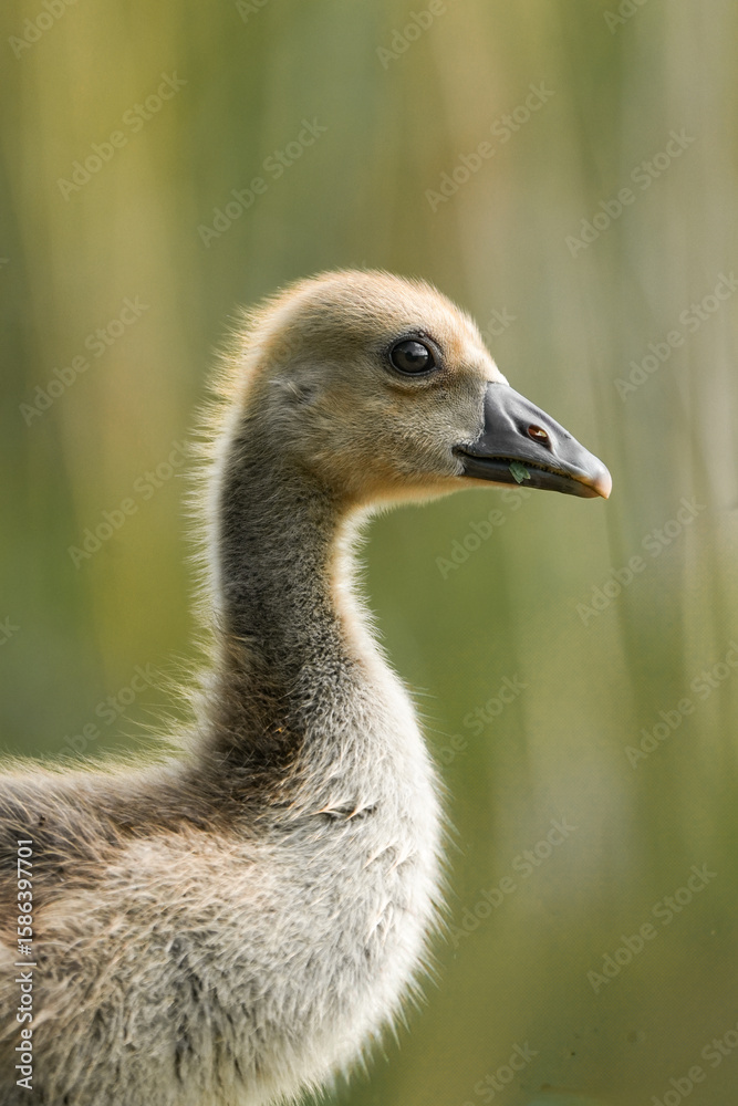 Fototapeta premium portrait of an baby goose