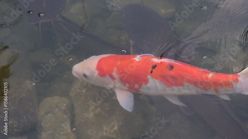Wallpaper Mural A large orange and white fish is swimming in a pond. The fish is surrounded by rocks and he is the only one in the water Torontodigital.ca