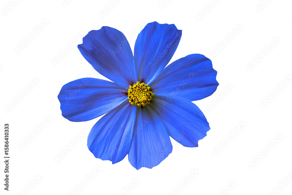 Obraz premium a blue flower with a yellow center on a white background