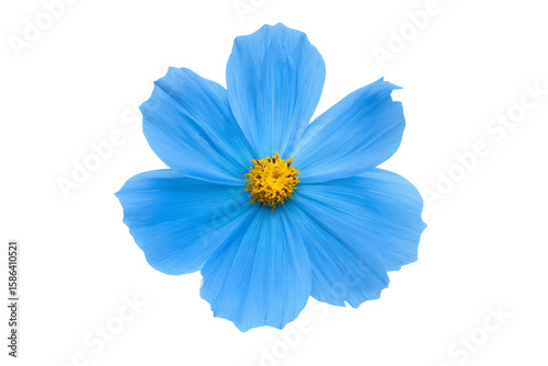 a blue flower with a yellow center on a white background