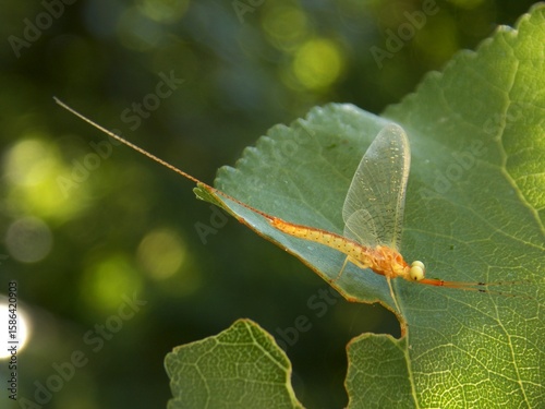 yellow beetle on the leaf