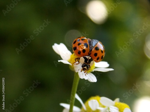 red ladybug on a chamomile flower