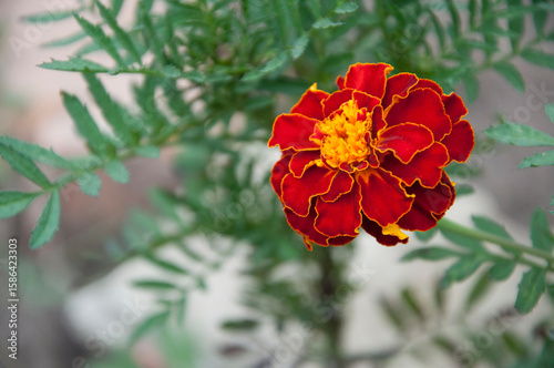 Close-up of a single red marigold flower with a vibrant yellow center. The background features soft green foliage against a neutral gray backdrop, creating a natural and serene composition.