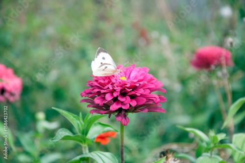 A close-up of a white butterfly on a lavender zinnia flower petal. In the background are other zinnias and a softly blurred green background. High quality photo