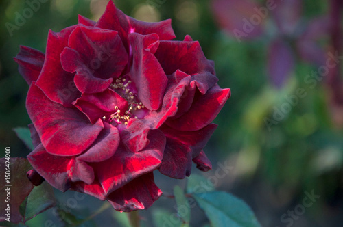 Burgundy rose with velvet petals close-up. Blurred green background. High quality photo
