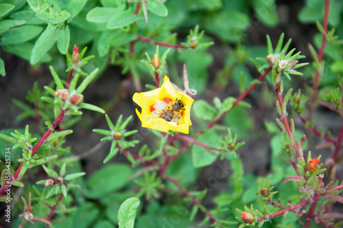 Yellow purslane flower close-up. Bee on flower in center. High quality photo