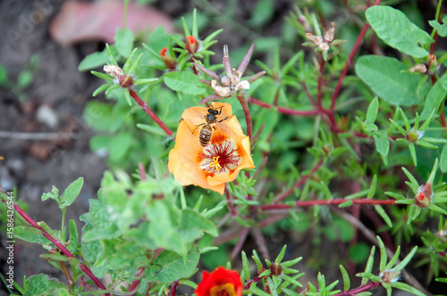 Yellow purslane flower close-up. Bee on flower in center. High quality photo