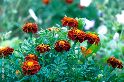 Bright marigold flowers in full bloom with rich burgundy petals. Soft green foliage and a blurred background. High quality photo.