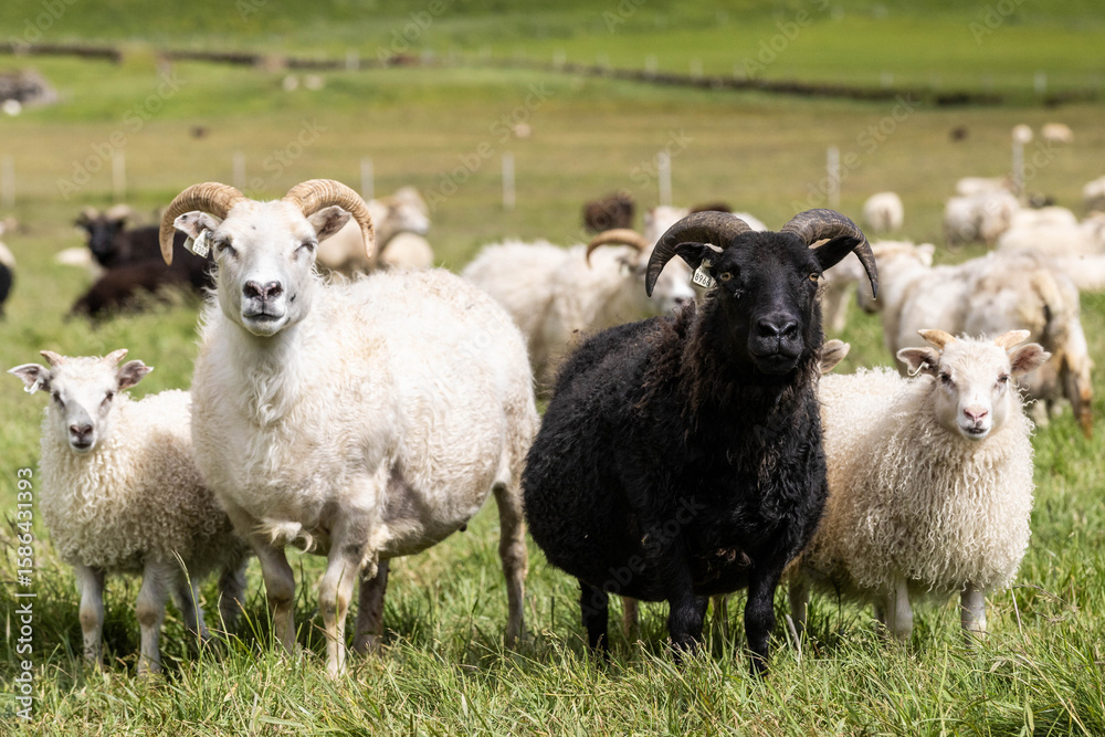 Obraz premium black and white sheep in Iceland
