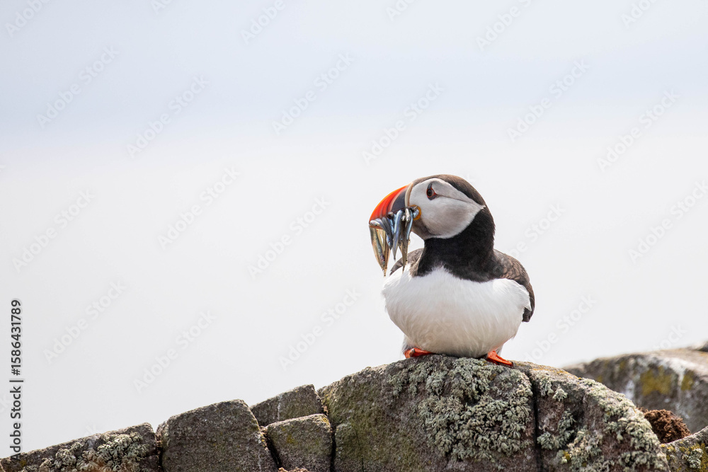 Fototapeta premium atlantic puffin with lots of fish