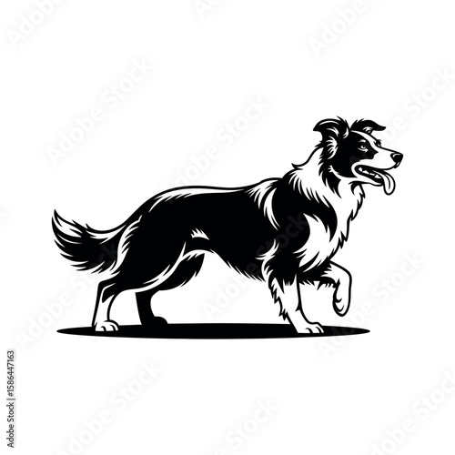 Black and white border collie dog walking silhouette