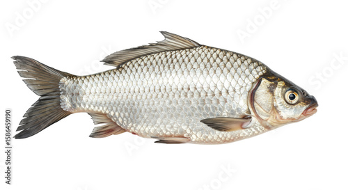 A fresh silver crucian carp, 25-30cm, with iridescent scales and spread fins, precisely detailed against a transparent isolated studio background with uniform diffused lighting, showcasing scientific