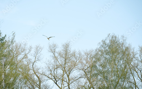 Stork Soaring Above Deciduous Tree Branches Against a Pale Blue Sky