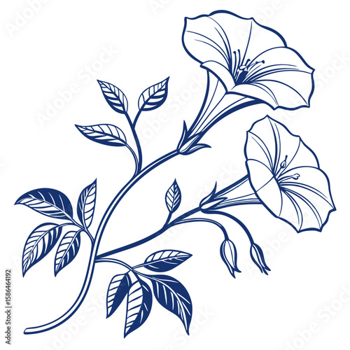vector illustration of morning glory