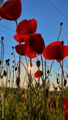 poppies