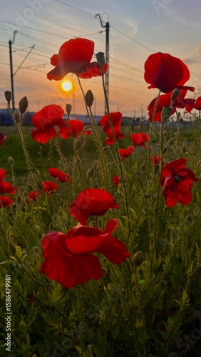 poppies