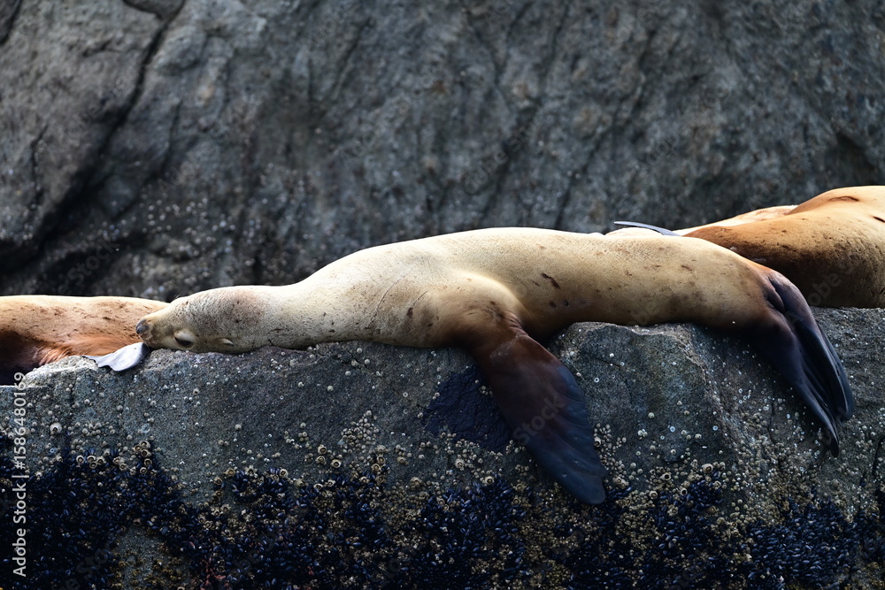 Sea Lion Resting on a Cliff Sea Lion Resting on a Cliff