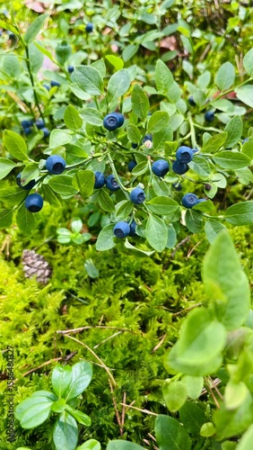 blueberries