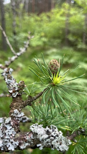 forest