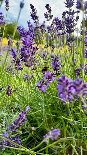 lavender