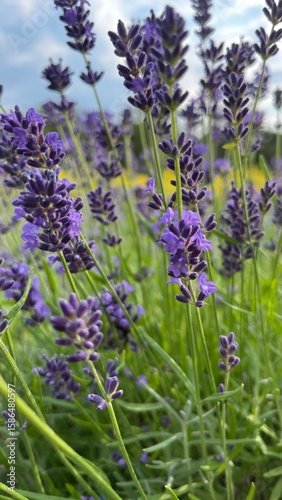 lavender