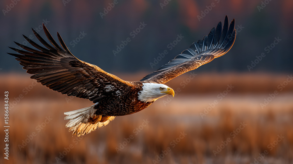 Obraz premium A majestic bald eagle in flight with golden light shining