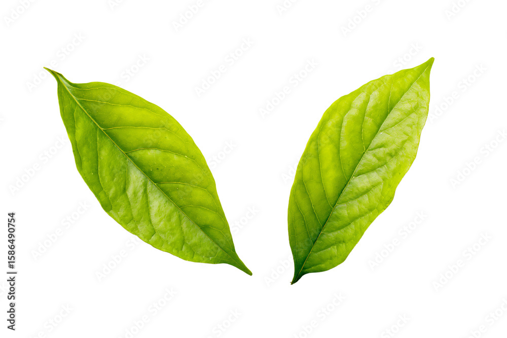 Obraz premium two green leaves are shown on a white background