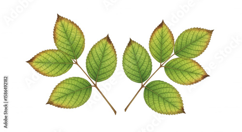 Two delicate green leaves with serrated edges and browning tips isolated on transparent background