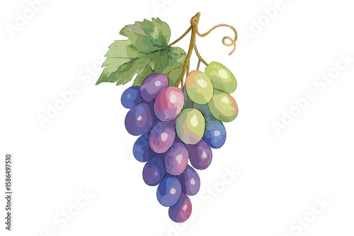 Watercolor Grapes Bunch Illustration, Hand-Painted Botanical Fruit Cluster, Realistic Vine Leaf, Multicolored Juicy Grapes, Transparent Background, Natural Food Art, Vineyard Harvest Concept