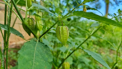 Tableau sur toile A close-up of a vibrant green Cape Gooseberry or Groundcherry plant, showcasing its unique papery husk enclosing the fruit, set against a lush green backdrop