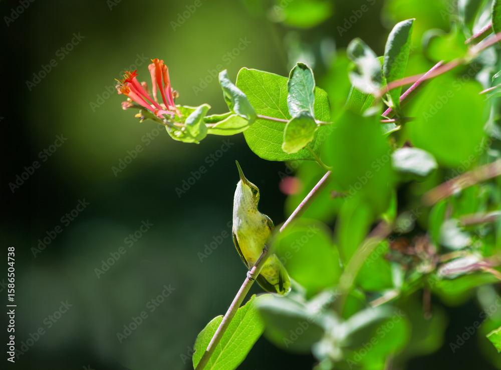 Obraz premium A female red throated hummingbird, Archilochus colubris, perched on a trumpet honeysuckle vine looking up toward flowers, perched, resting