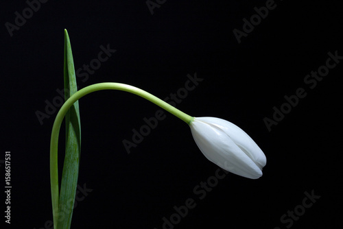 白いチューリップの花のつぼみ