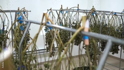 Marijuana plants being hung up to dry