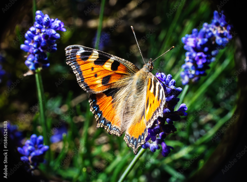 Fototapeta premium Small Tortoiseshell Butterfly on Lavender Flower