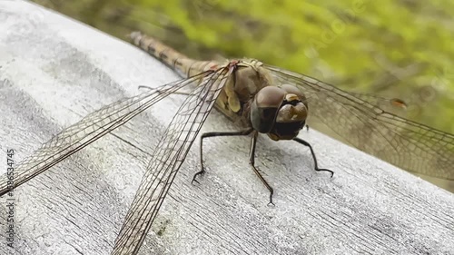 Close-up of a dragonfly resting on weathered wooden surface outdoors, detailed wings and delicate insect body texture, showcasing natural beauty, tranquility, wildlife, nature photography concept